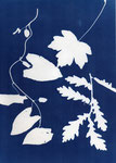 Cyanotype